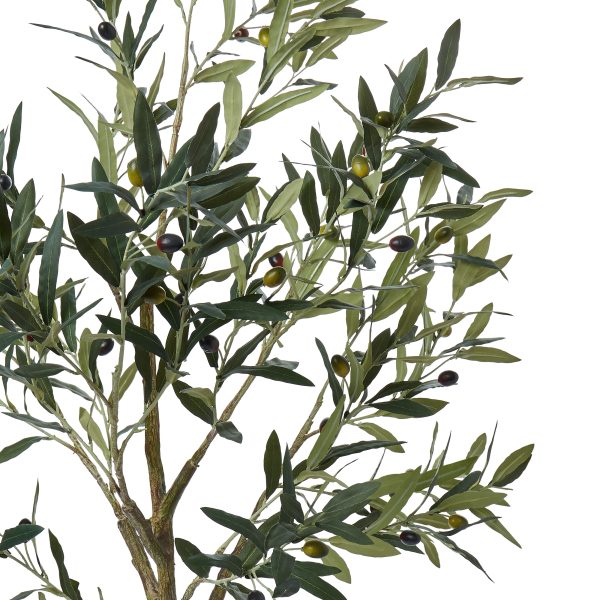 RG Olive Tree 105x31x17 Green