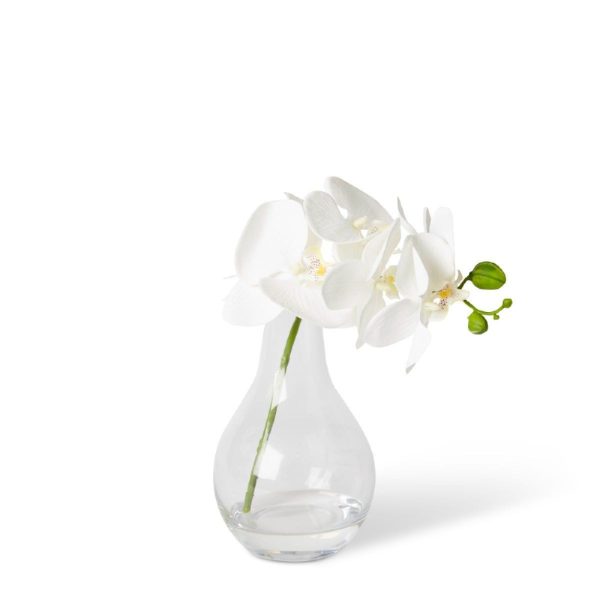 Phalaenopsis Orchid In Bottle White