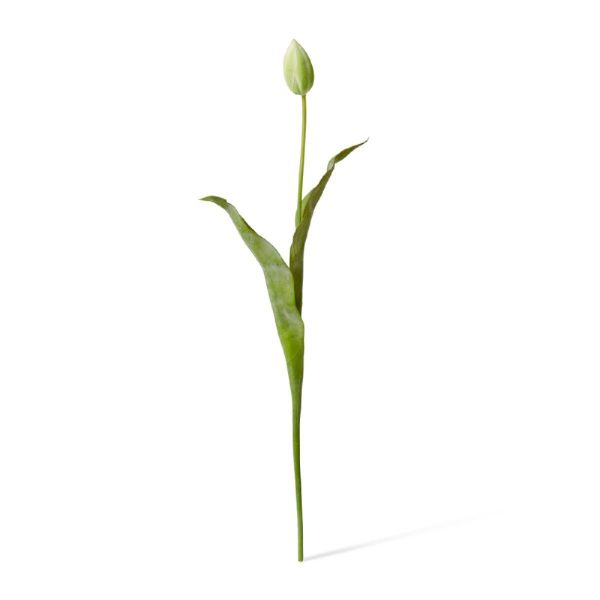 Tulip Stem Green