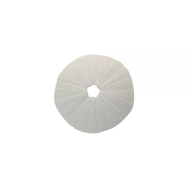 White Poly Sea Urchin Coral