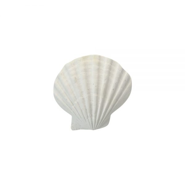 White Poly Sea Shell