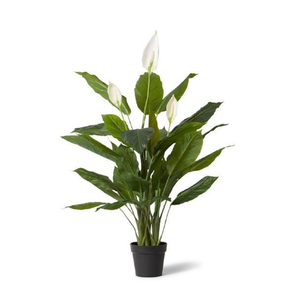 Spathiphyllum Flowering Plant Green/Whit