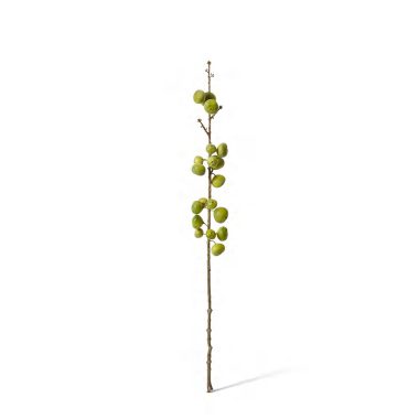 Fig Stem - Green -15x15x74cm