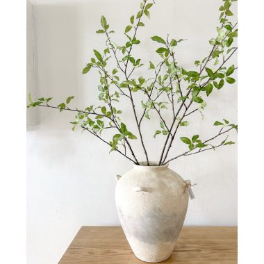 Pittosporum Leaf Branch Green