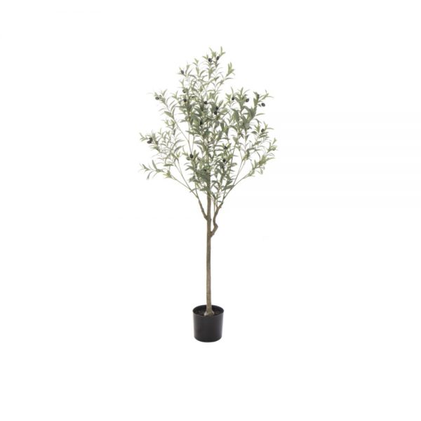 Olive Tree Grey Green